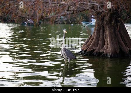 Un airone grigio si trova nell'acqua sotto un albero, accanto ad esso c'è un posto per il testo Foto Stock