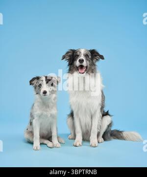 Due Border Collies sono seduti insieme su uno sfondo blu, uno leggermente più piccolo dell'altro. Il posizionamento e le espressioni trasmettono compagnia Foto Stock