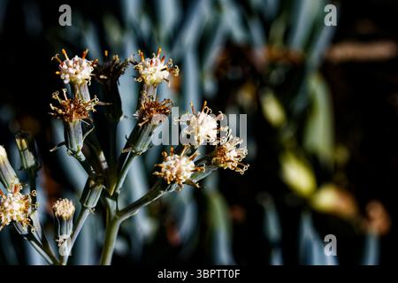 Il Curio radicans, o Senecio radicans, è una pianta succulenta originaria dell'Africa meridionale. È comunemente noto come stringa di banane o senecio di uncino. Foto Stock