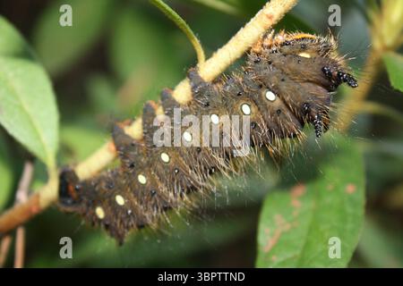L'Imperial Moth Caterpillar, o Eacles Imperialis, si nutrono di alberi che includono dolciumi, sassafras, acero, pino e quercia. Foto Stock