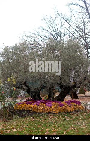 Un grande olivo nel parco tra i fiori. Cespugli di crisantemi gialli, rosa e Bordeaux adornano il giardino. Foto Stock