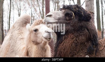 Un paio di cammelli. Ritratto di animali in primo piano Foto Stock