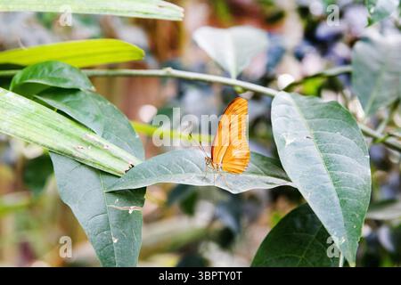 Una farfalla gialla siede su una pianta con foglie verdi. macrofotografia, Foto Stock