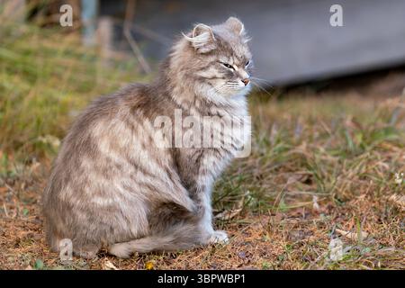 Soffice gatto grigio siede sull'erba autunnale. Gatto soffice con occhi blu. Foto Stock