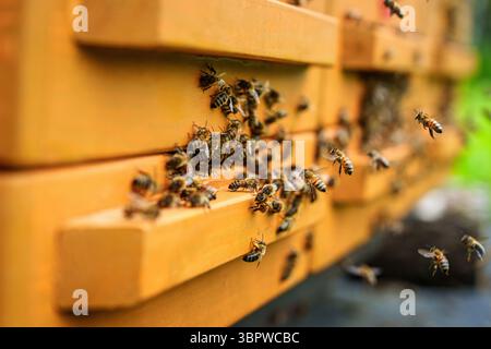 Beehive Buzz Uno sciame di api intorno agli alveari di legno nell'Apiary in un giorno di sole Foto Stock