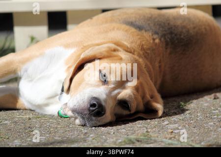 Cane Beagle che dorme per terra Foto Stock