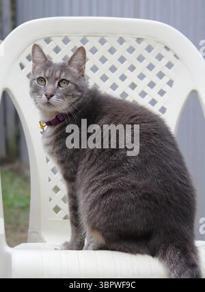 Gatto da tavola grigio seduto all'esterno su una sedia Foto Stock