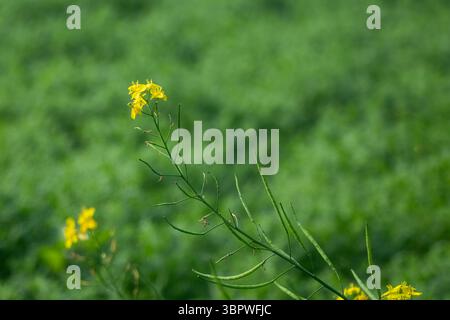Una vista ravvicinata di una pianta di senape o di Brassica juncea mostra i suoi vivaci fiori gialli e formando cialde di semi o siliques. Il b verde leggermente sfocato Foto Stock