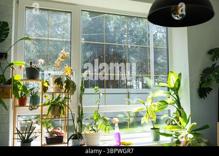 I prodotti per la pulizia dei cristalli sono appoggiati sul davanzale con uno straccio, uno spray e un detergente. Pulizia di primavera in casa, servizio di pulizia Foto Stock