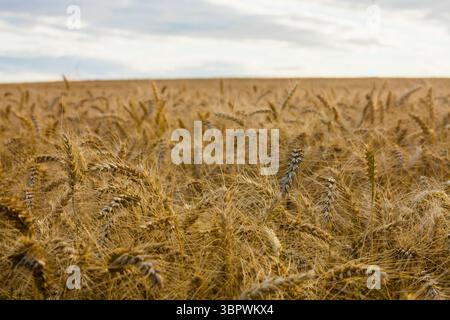 I gambi di grano dorato maturo oscillano all'orizzonte sotto il cielo nuvoloso in un'illustrazione dal design piatto Foto Stock