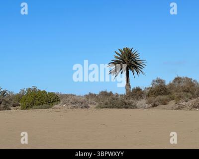 Una palma solitaria prospera in un paesaggio desertico sotto un cielo blu brillante. Dune di Maspalomas, Isole Canarie Foto Stock