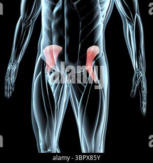 Questa illustrazione 3d mostra una vista dei muscoli iliaci sulla muscolatura a raggi x. Foto Stock