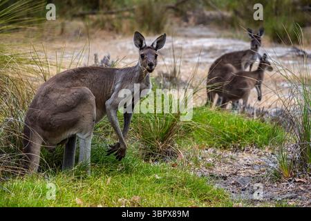 Canguri a Whiteman Park, Perth, Australia Occidentale Foto Stock