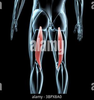 Questa illustrazione 3d mostra una vista dei muscoli semitendinosus sulla muscolatura a raggi x. Foto Stock