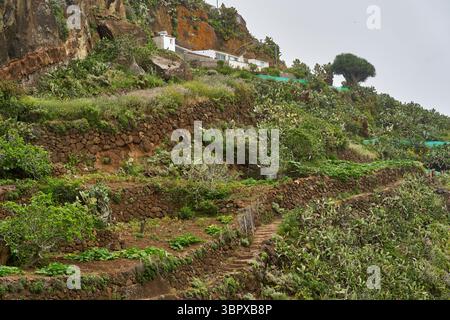 Terrazze tradizionali vicino a Chinamada a Tenerife, utilizzate per coltivare patate e zucchine su un pendio vulcanico Foto Stock