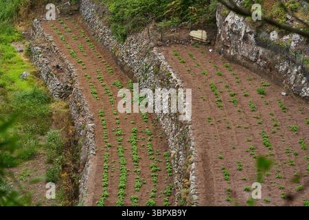 Campi di patate terrazzati scavati in un pendio di montagna ad Anaga per l'agricoltura tradizionale locale Foto Stock