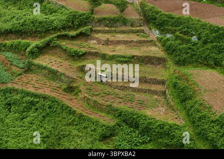Campi di patate terrazzati scavati in un pendio di montagna ad Anaga per l'agricoltura tradizionale locale Foto Stock