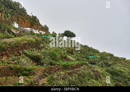 Terrazze tradizionali vicino a Chinamada a Tenerife, utilizzate per coltivare patate e zucchine su un pendio vulcanico Foto Stock