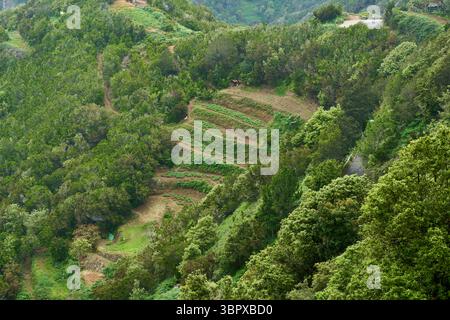 Campi di patate terrazzati scavati in un pendio di montagna ad Anaga per l'agricoltura tradizionale locale Foto Stock