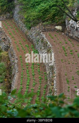 Campi di patate terrazzati scavati in un pendio di montagna ad Anaga per l'agricoltura tradizionale locale Foto Stock