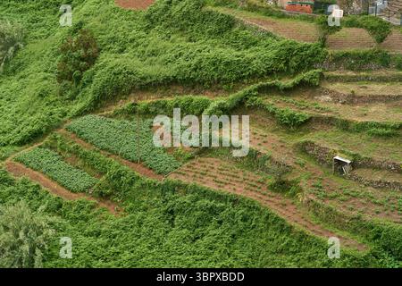 Campi di patate terrazzati scavati in un pendio di montagna ad Anaga per l'agricoltura tradizionale locale Foto Stock