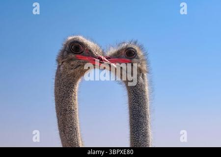 Primo piano di due struzzi toccano i becchi nella fattoria degli uccelli negli Emirati Arabi Uniti. Pratiche agricole e allevamento di uccelli in Medio Oriente. Foto Stock