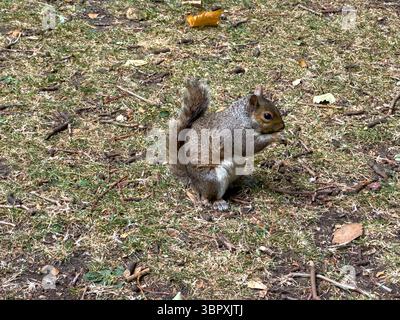scoiattolo grigio che mangia noci nella fauna selvatica del parco Foto Stock