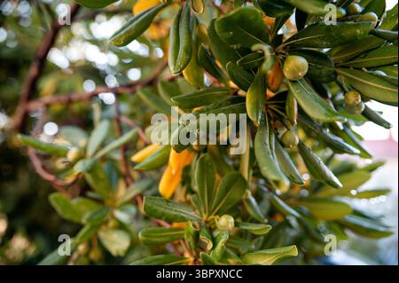 Primo piano di mandarini con frutti verdi non maturi sull'isola di Brac. Rami con mandarini e foglie. Piantagioni di agrumi in Croazia in estate Foto Stock