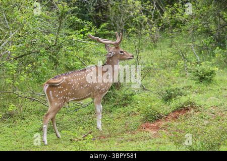 Cervo dell'asse dello Sri Lanka maschile o cervo maculato di Ceylon (asse ceylonensis), Parco nazionale di Yala, Sri Lanka Foto Stock
