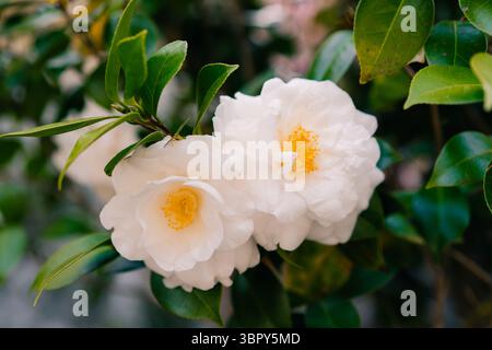 Camelia bianca Japonica alba Plena. Foto di alta qualità Foto Stock