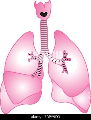 Polmoni disegno vettoriale Illustrazione Vettoriale