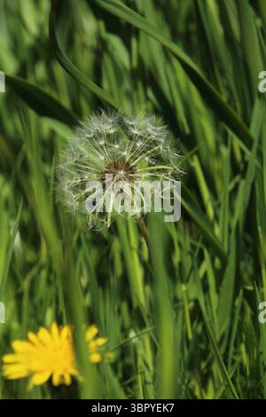 Una testa di seme di dente di leone si erge tra l'erba verde alta, con un fiore giallo brillante sfocato in primo piano, catturando un momento di tranquillità nella natura. Foto Stock