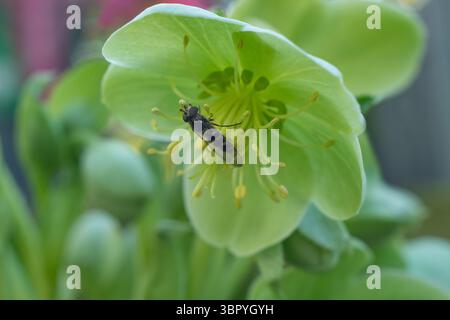 Hoverfly (Syrphidae) che si nutre di un Helleborus Argutifolius (Hellebore con foglie agrifoglio), Foto Stock