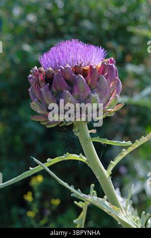 fiore di carciofo globo fiorito in un giardino inglese, norfolk, inghilterra Foto Stock
