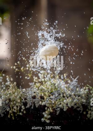 L'Ou com balla (uovo danzante) sospeso su un getto d'acqua, una tradizione catalana per il Corpus Christi nel chiostro della cattedrale di Barcellona, in Spagna. Foto Stock