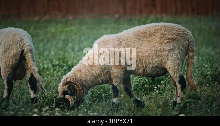Pecore di montagna gallese pascolano tranquillamente su pascoli verdi. Foto Stock