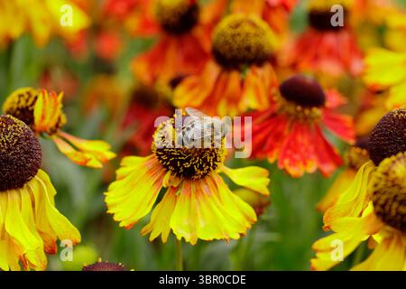 Ape su fiore. Ape miele su selenio "Moerheim Beauty" starnuzeweed.UK Foto Stock