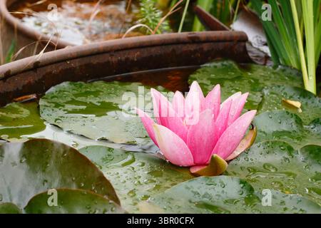 Laghetto di ninfee. Nymphaea. Fiore di giglio rosa su tamponi di giglio in una piccola caratteristica acquatica. REGNO UNITO. Nymphaeaceae Foto Stock