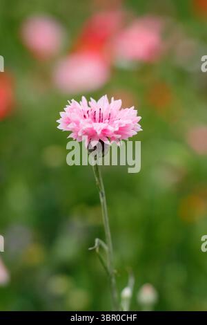 Fiordaliso rosa, Centaurea Cyanus Pink. Fiori di corno. REGNO UNITO Foto Stock