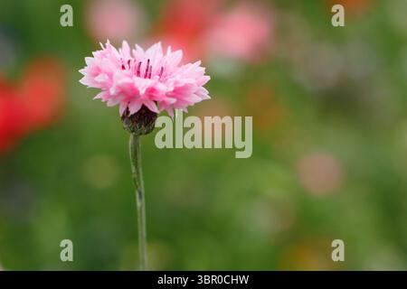 Fiordaliso. Fiori di corno. Fiordaliso rosa annuale, Cornflower Centaurea Cyanus Pink, in un prato coltivato di fiori selvatici, durante il National Meadow Day. REGNO UNITO Foto Stock