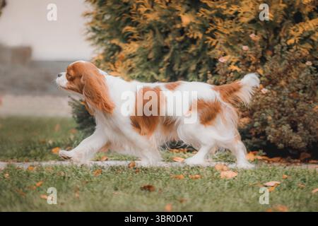 Cavalier King Charles Spaniel in movimento con un mantello bianco di castagno che cammina sull'erba autunnale. Foto Stock