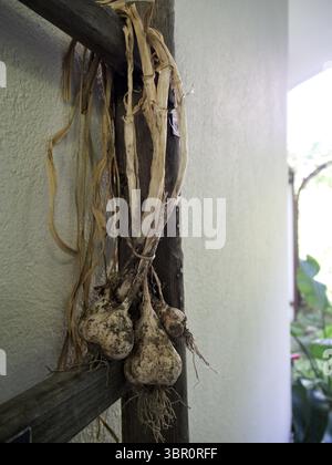 Primo piano di un mazzo di aglio legato alla scala contro una parete bianca, con luce naturale. Foto Stock
