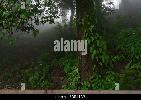 Montagne himalayane e lussureggiante foresta verde. Splendida bellezza naturale dei monsoni a Darjeeling, Bengala Occidentale, India. Giorno coperto al monsone sulle montagne. Foto Stock