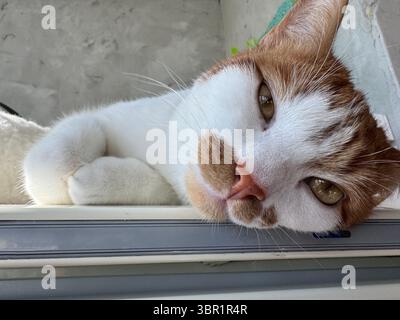 Il gatto è disteso su un lato con un aspetto premuroso. Il gatto è zenzero con macchie bianche. Primo piano. Foto Stock