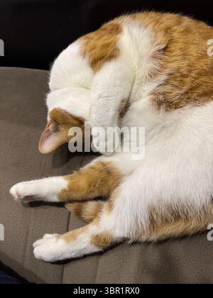 Uno zenzero e un gatto bianco che dorme si arricciano in una palla. Foto Stock