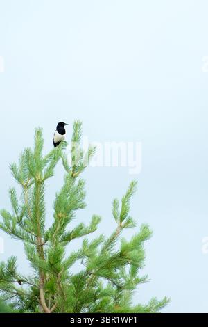 Un grande magpie della foresta siede su un alto abete rosso nella foresta e guarda lontano Foto Stock