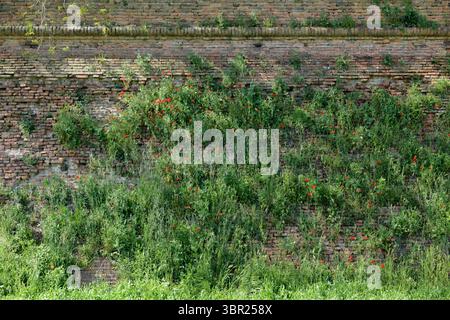 Antico muro di mattoni con erba selvatica e papaveri rossi, forse parte delle fortificazioni storiche di Ferrara, Emilia-Romagna, Italia. Foto Stock