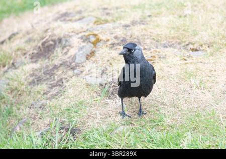 Jackdaw (Corvus monedula), a volte noto come jackdaw occidentale Foto Stock
