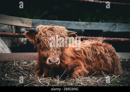 Una giovane mucca delle Highland con una lunga pelliccia mercantile giace su un letto di paglia all'interno di una penna di legno. Foto Stock