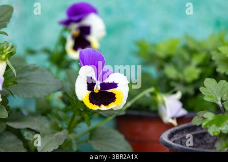 Le colorate padelle sbocciano in una pentola di plastica su un balcone. Giardinaggio urbano, primo piano con sfondo morbido. Foto Stock